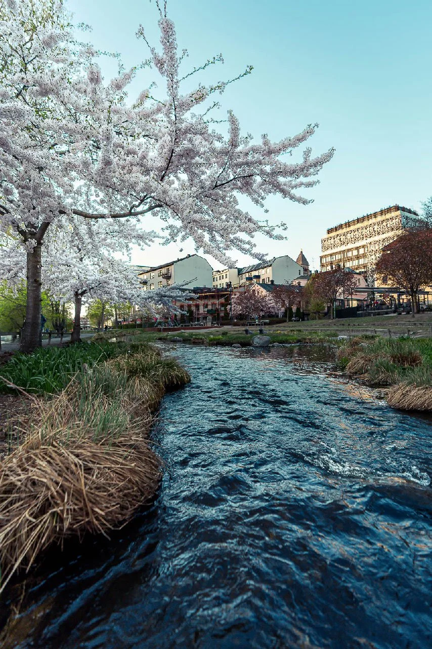 Natur- och stadsbild från Norrköping, fotograferad av BKMEDIA, Badi Khwies. Bilden visar Lekbäcken med blommande träd, rinnande vatten och stadsmiljö i bakgrunden. Platsmarknadsföring, destinationer och berättelser om stadens miljöer.