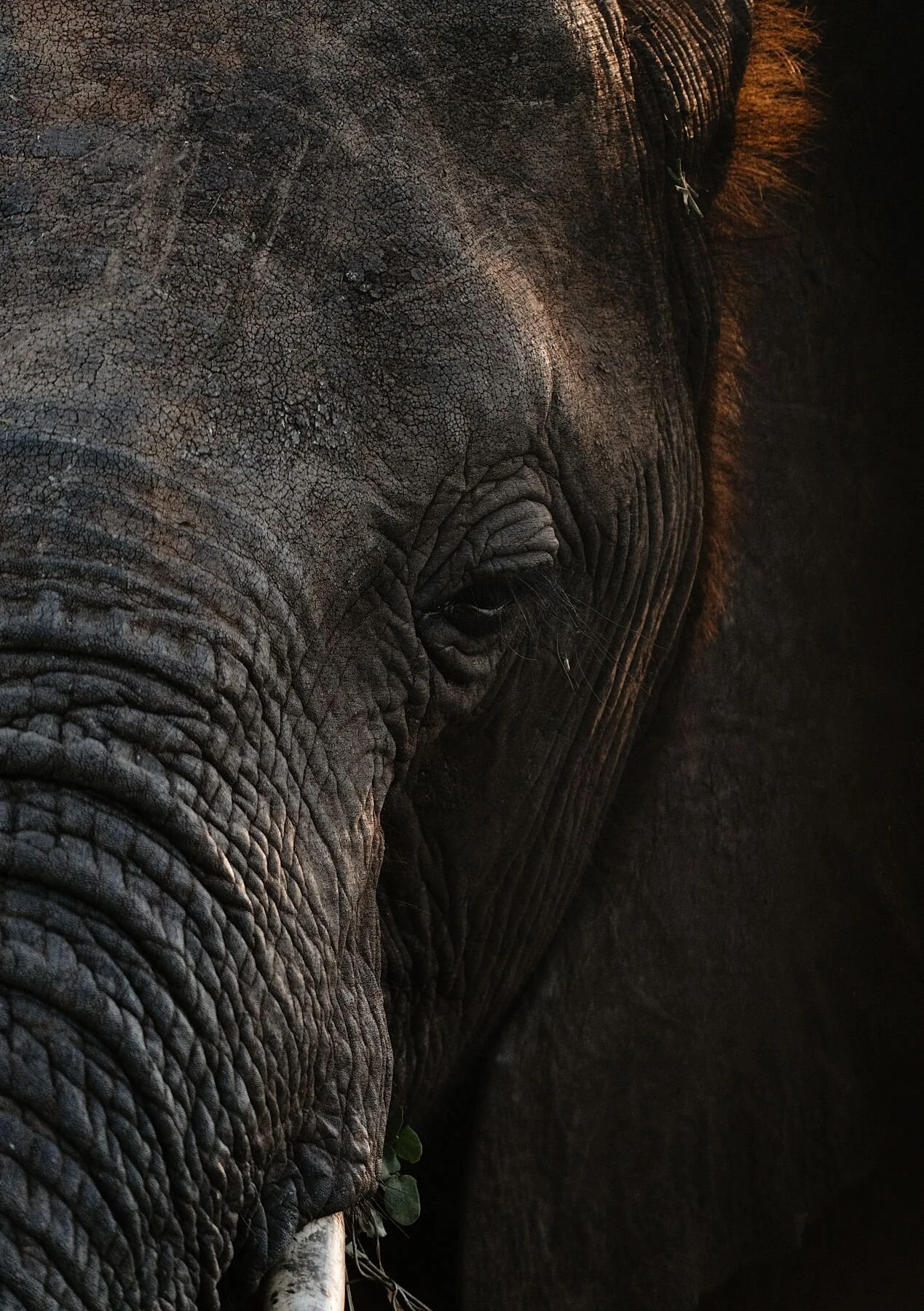 Lines – close-up of the deeply wrinkled skin of an elephant, South Africa. Limited edition print by Max Stanley