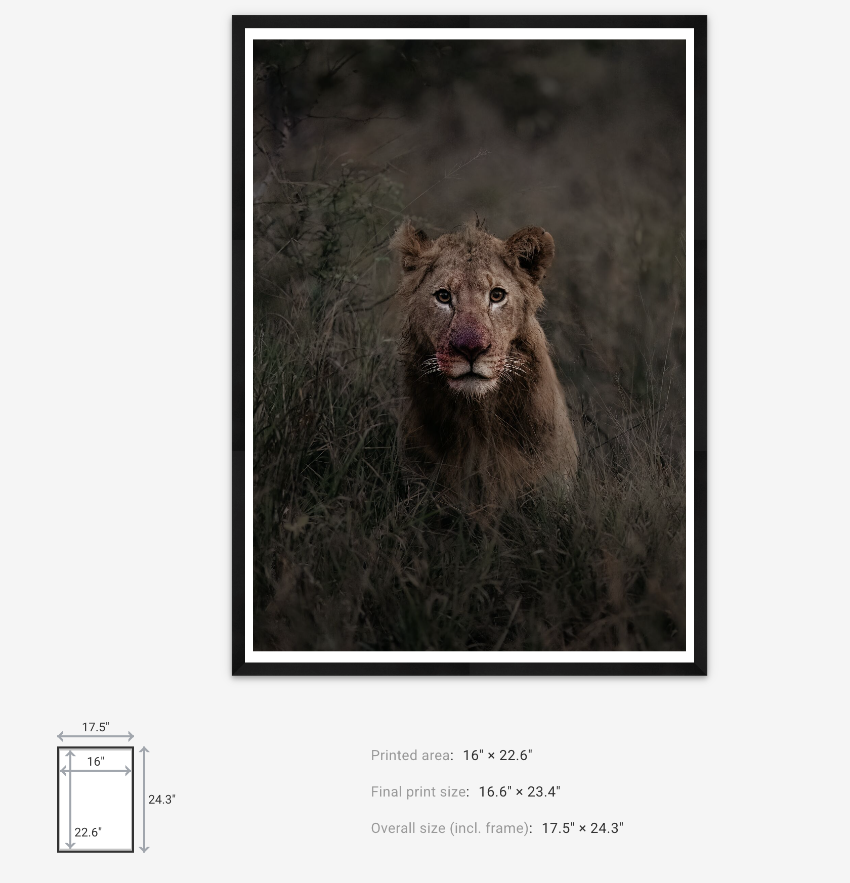 A Touch of Red print and frame dimensions – Max Stanley