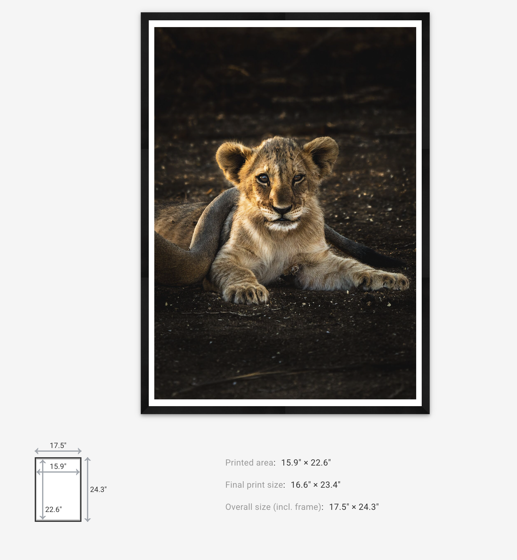 Cats Will Be Cats print and frame dimensions – Max Stanley