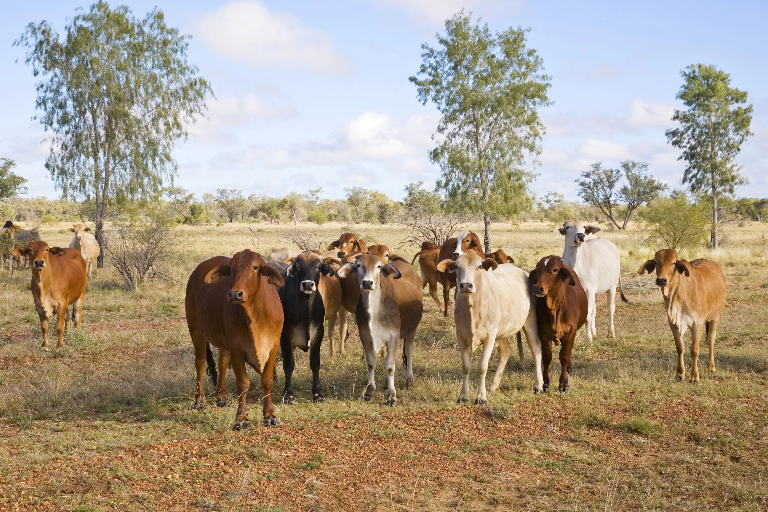 cattle.jpg