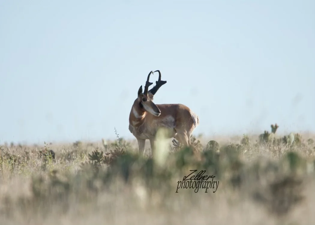 DSC_0069jpeg (1).jpg