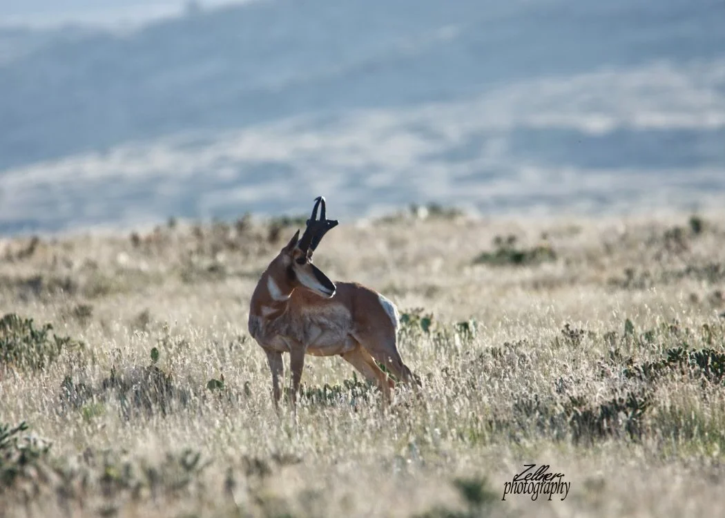 DSC_0054modifiedjpeg (1).jpg