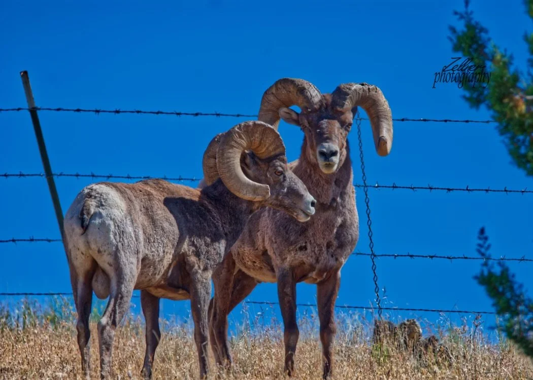 ramsonfencejpeg (1).jpg