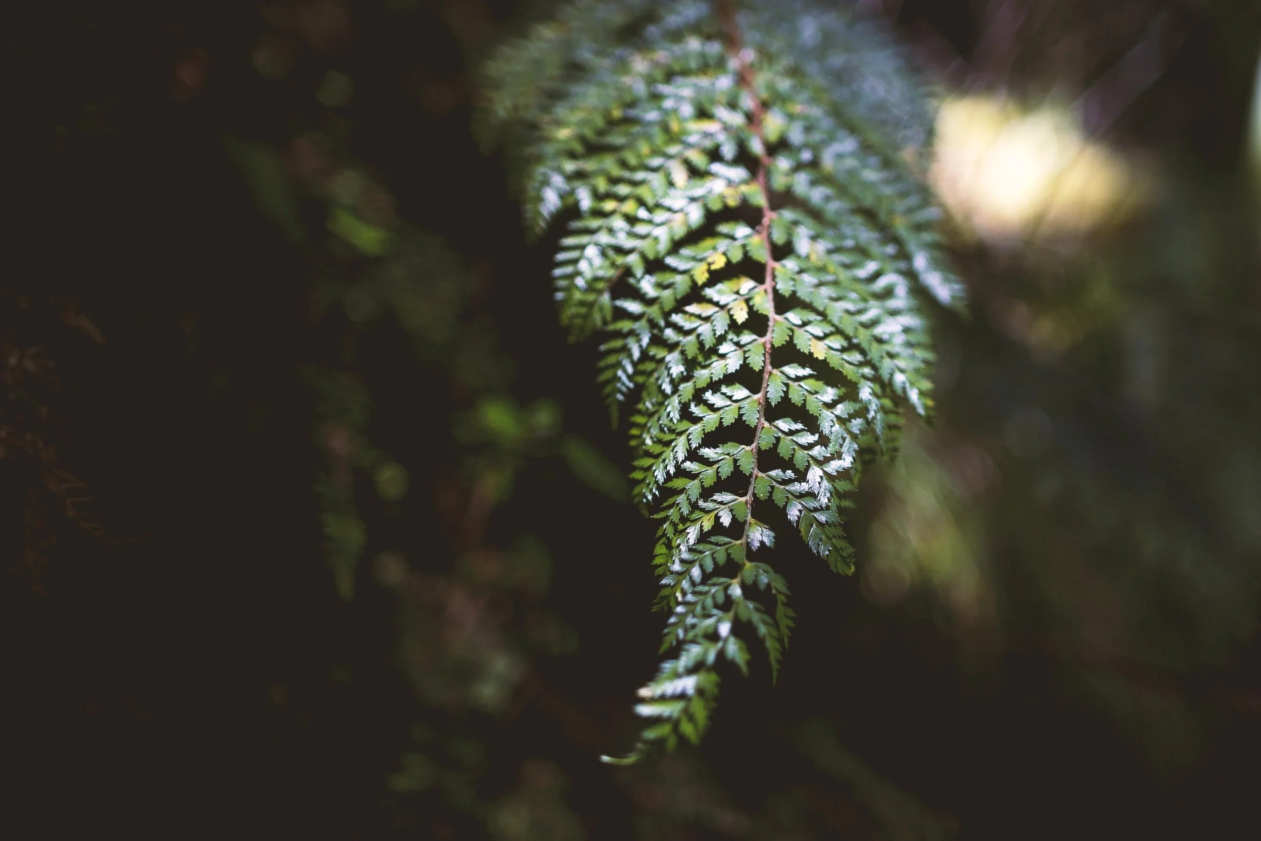 Waimarie Whare