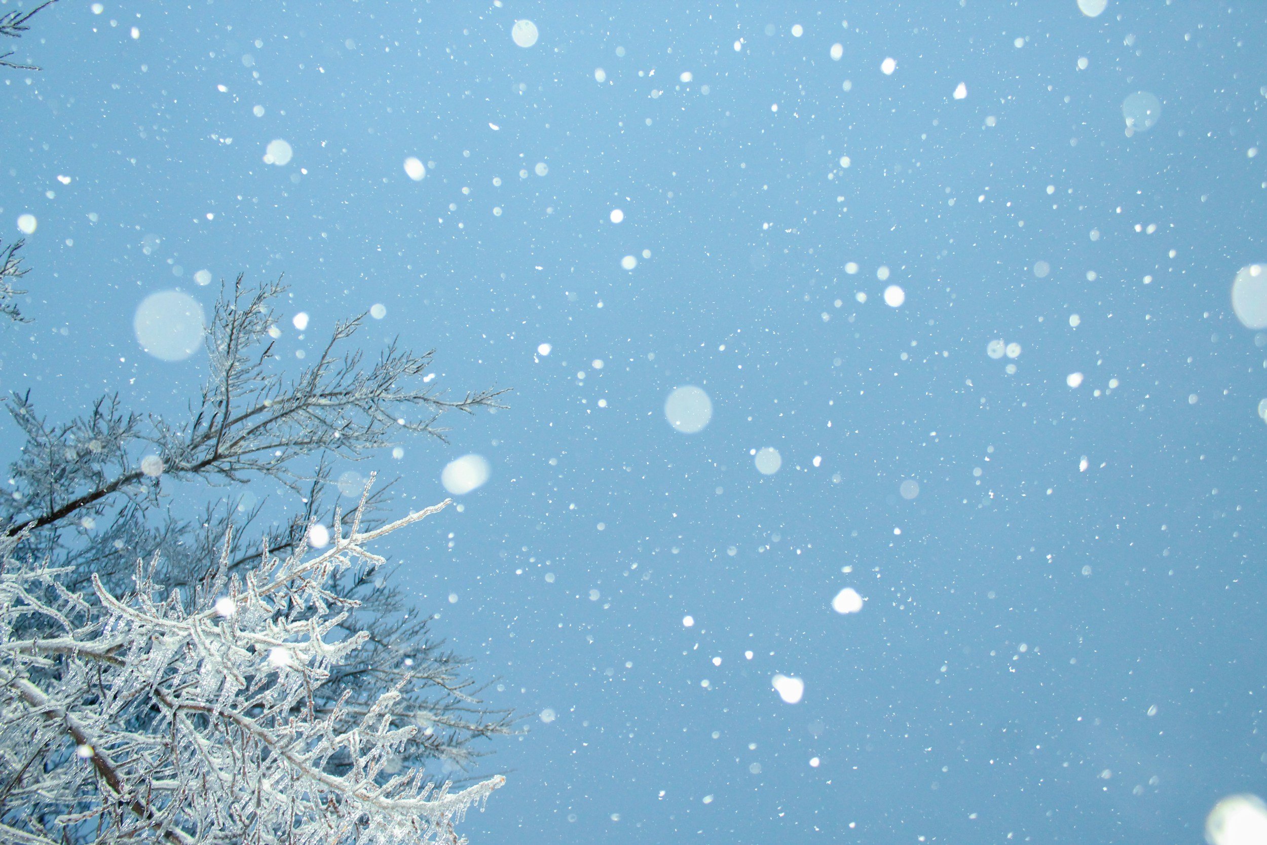 Seasonal Sensations - Our Holiday Concert