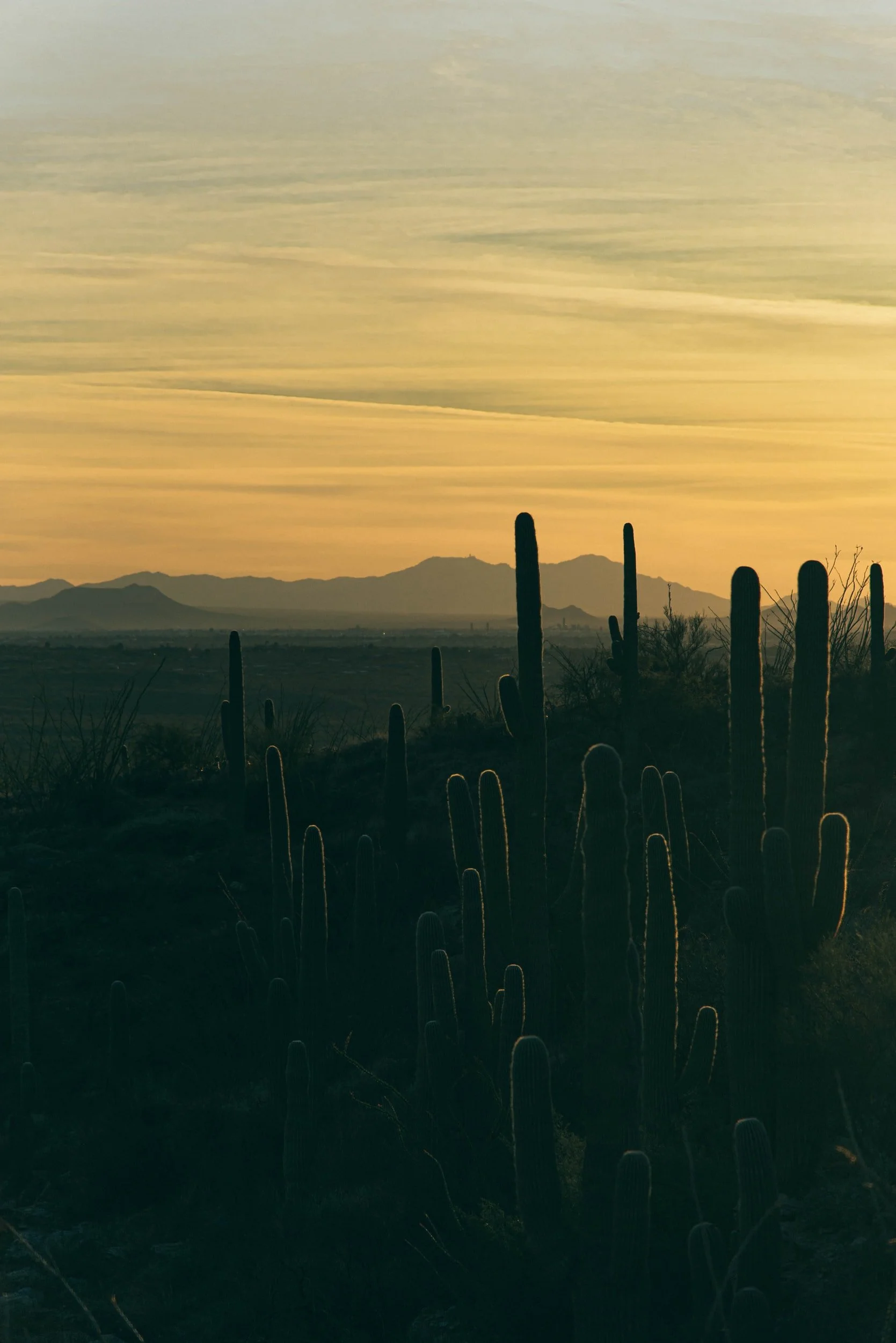 unsplash-image-ig2ojJu005s.jpg