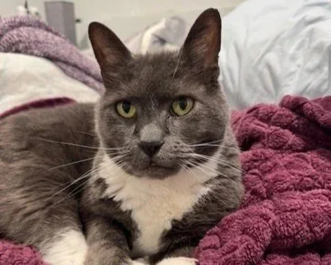 A gray and white domestic short-haired cat lying on a cozy bed with purple and white blankets.
