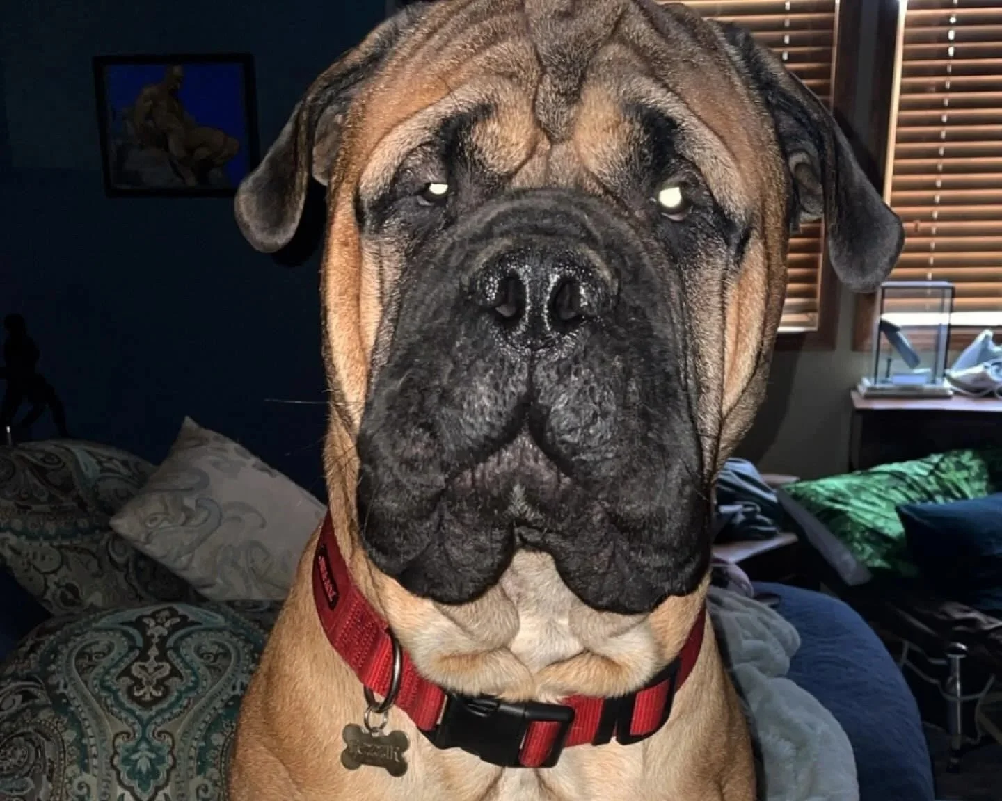 Close-up of a large fawn-colored and black Mastiff dog with a serious expression, wearing a red collar with a dog tag, sitting on a bed with patterned pillows in a room with blinds and pictures on the wall.