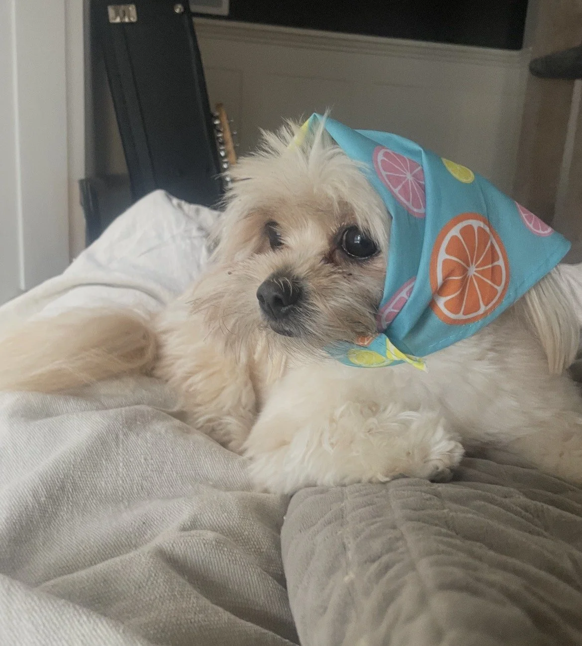 A small dog lying on a bed with a colorful fruit-patterned bandana on its head, looking at the camera.