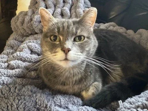 Gray tabby cat resting on a plush gray blanket.