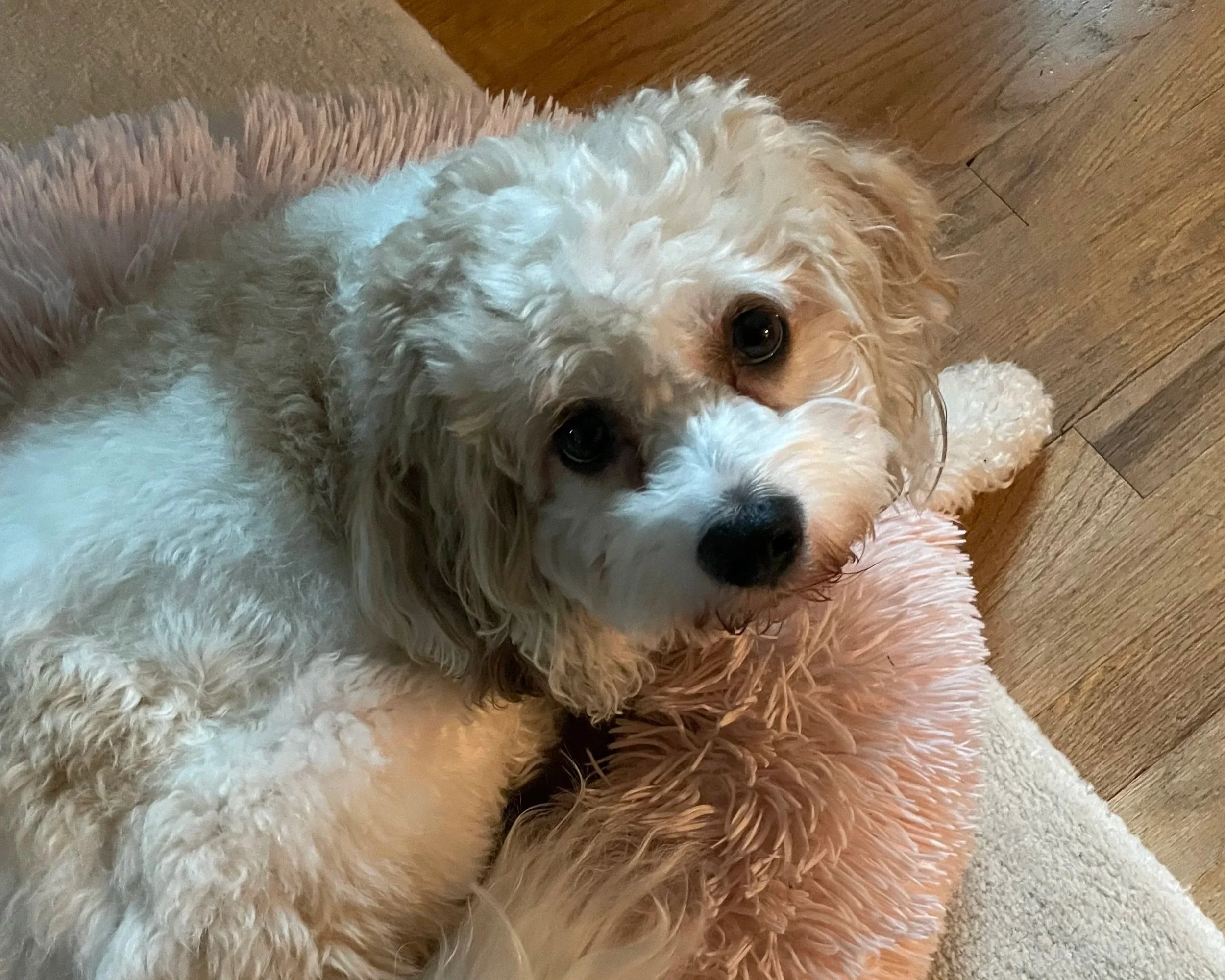 A cream-colored puppy with curly fur lying on a soft pink blanket, looking up at the camera with dark eyes.