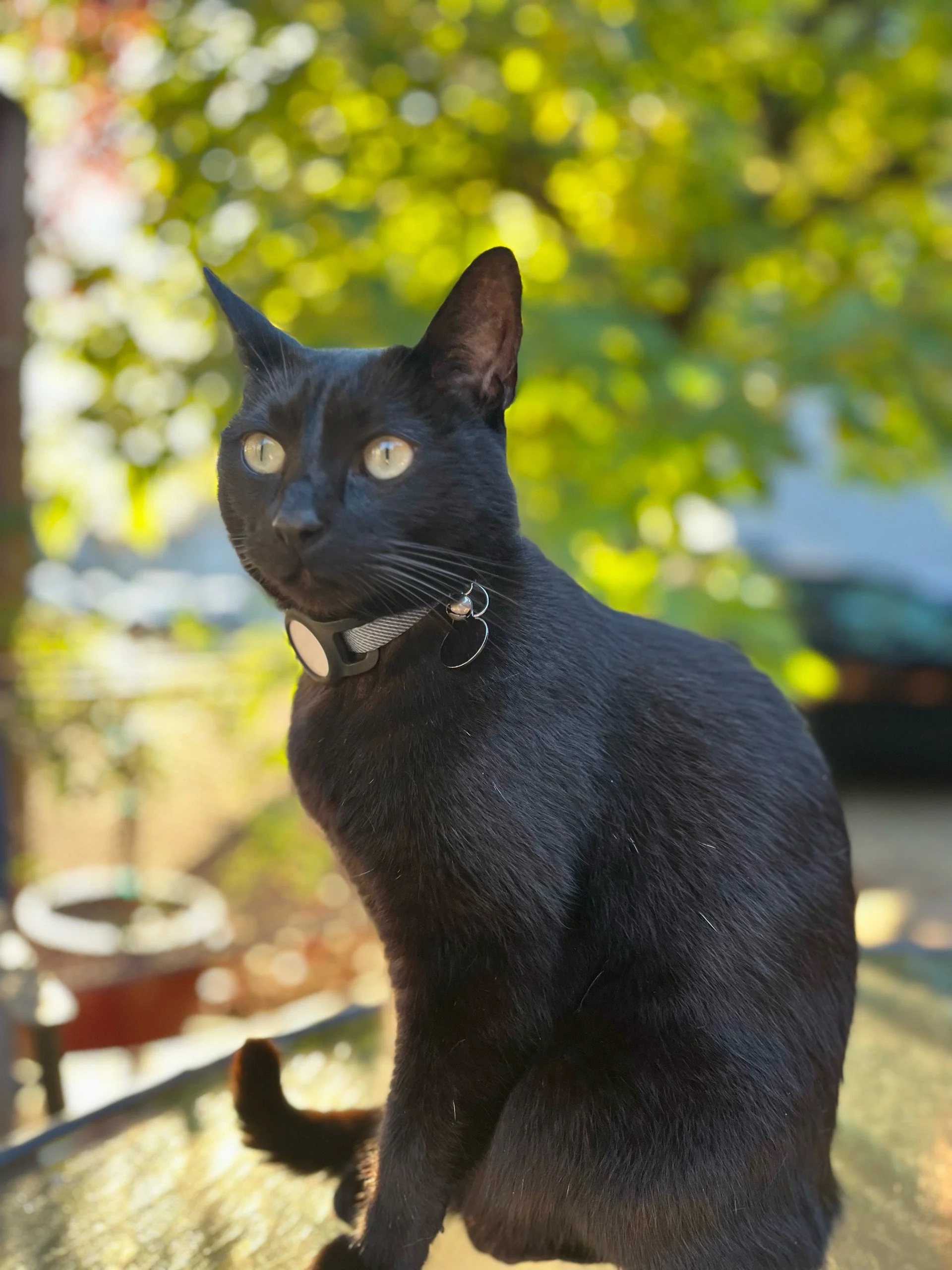 Jet Black Cat