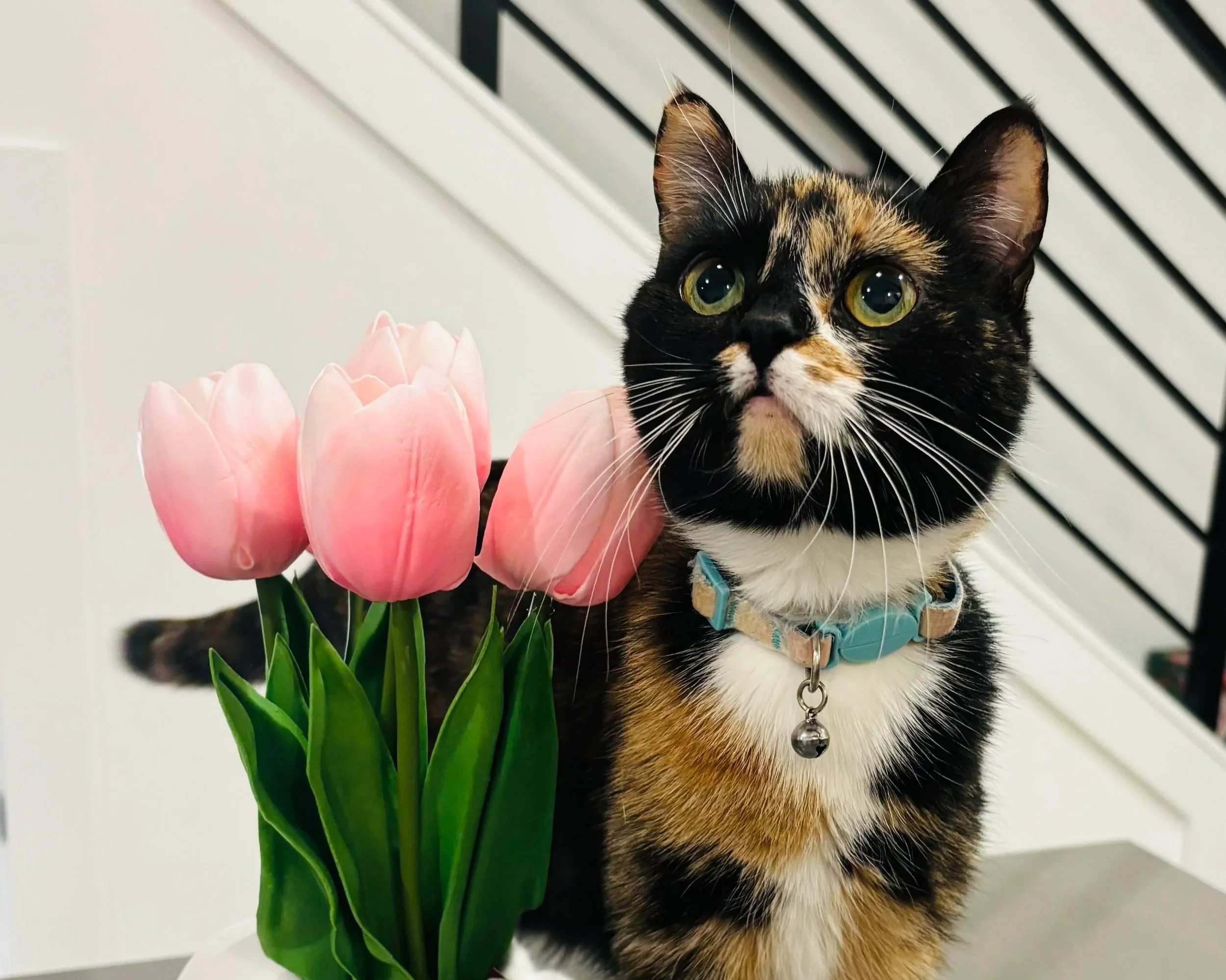 A calico cat with green eyes and a blue collar sitting beside a bouquet of pink tulips, in front of a staircase with black banisters.