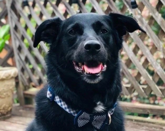 Smiling black dog wearing a blue checkered bowtie necklace, sitting outdoors in front of a wooden fence.