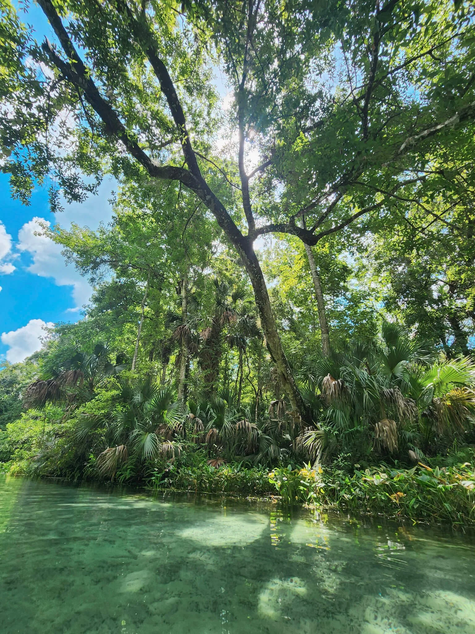 Sunshine peeking through lush palm trees along the edge of a natural spring-fed river in Florida.