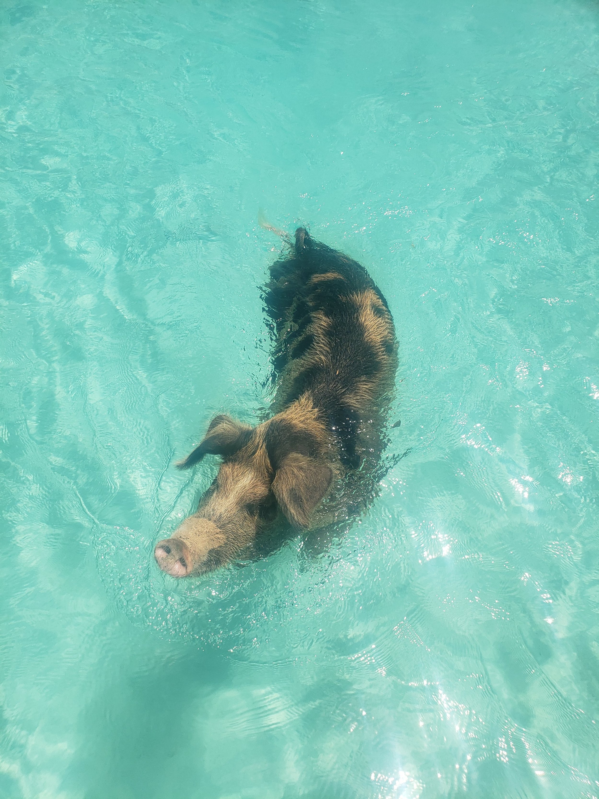 Swimming pig in Exuma Bahamas