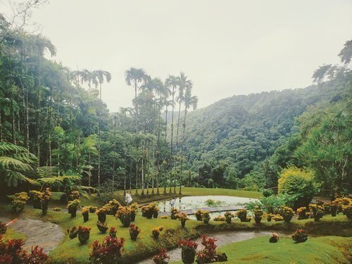 Jardin de Balata in Martinique