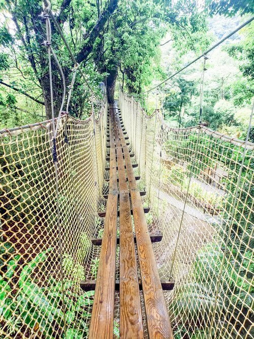 Tree bridge at the Martinique Botanical Gardens