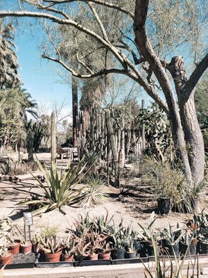 Moorten Botanical Gardens in Palm Springs
