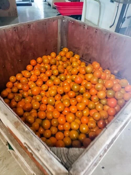 Florida Orange Picking at Dooley Groves — Traveling Tessie