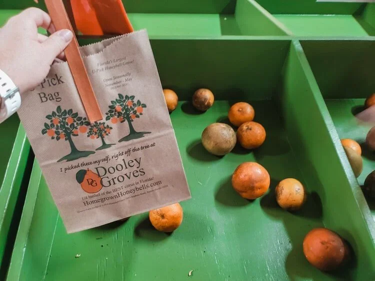 Florida Orange Picking at Dooley Groves — Traveling Tessie