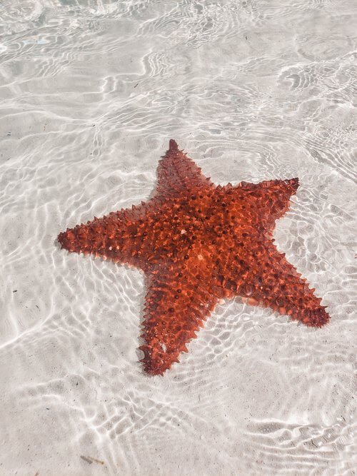 Starfish on Stocking Island in the Bahamas