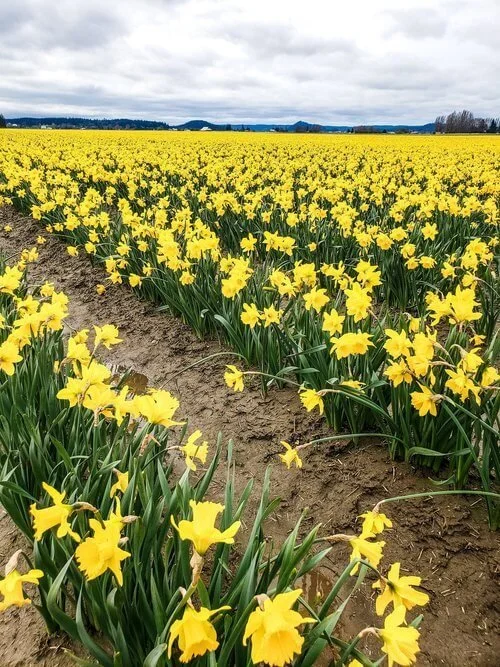 Spend a Day at the Skagit Valley Daffodil Fields — Traveling Tessie