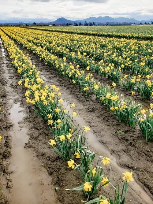 Spend a Day at the Skagit Valley Daffodil Fields — Traveling Tessie