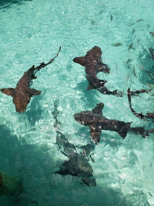 Swimming with sharks Compass Cay Bahamas