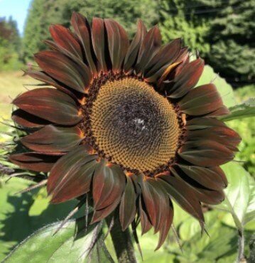 Chocolate Sunflower bloom at the Chocolate Flower Farm on Whidbey Island