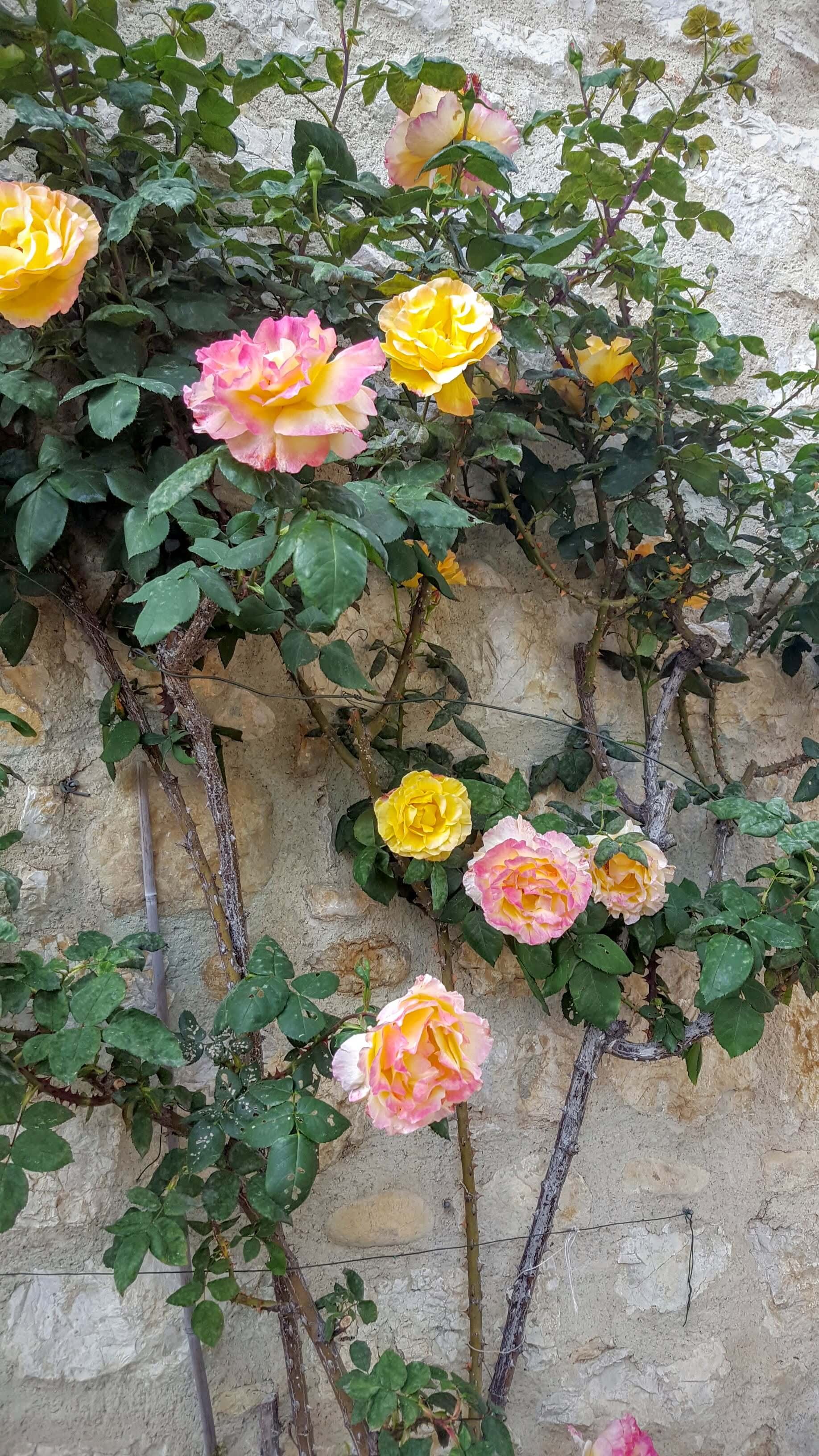 Roses in Moustiers Sainte Marie