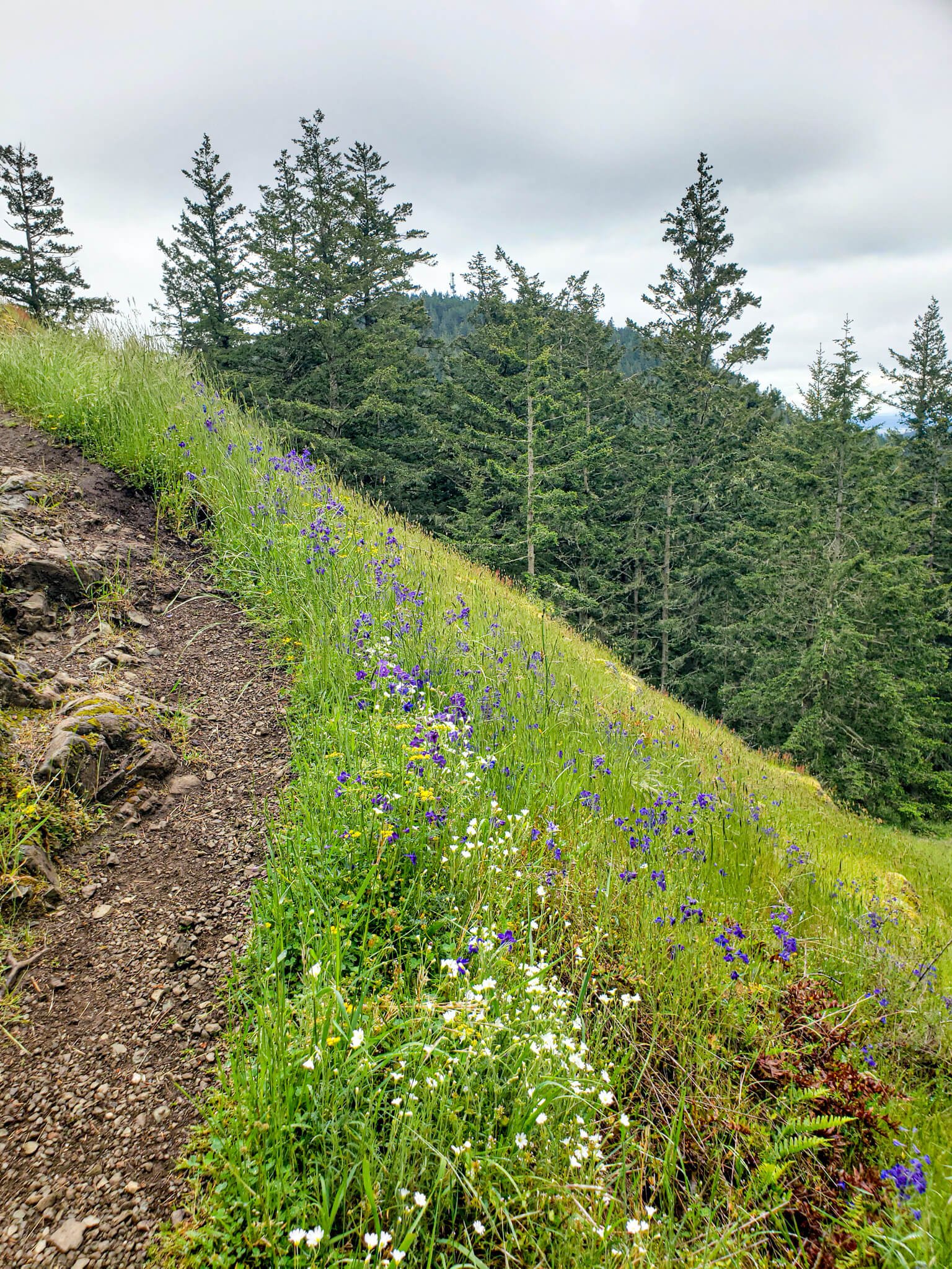 Wildflowers on Sugarloaf Mountain trail in Anacortes WA