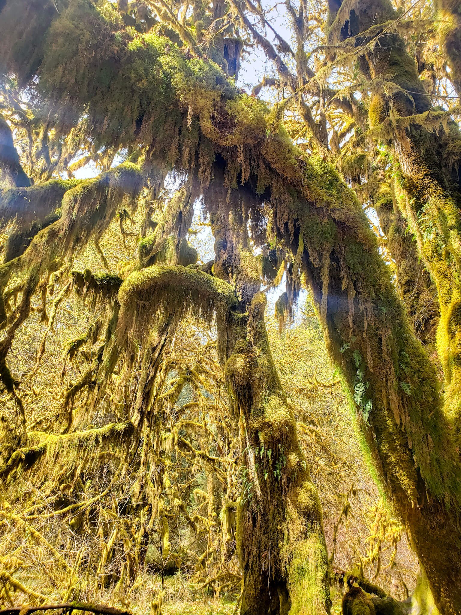 Hall of Mosses Trail at the Hoh Rainforest