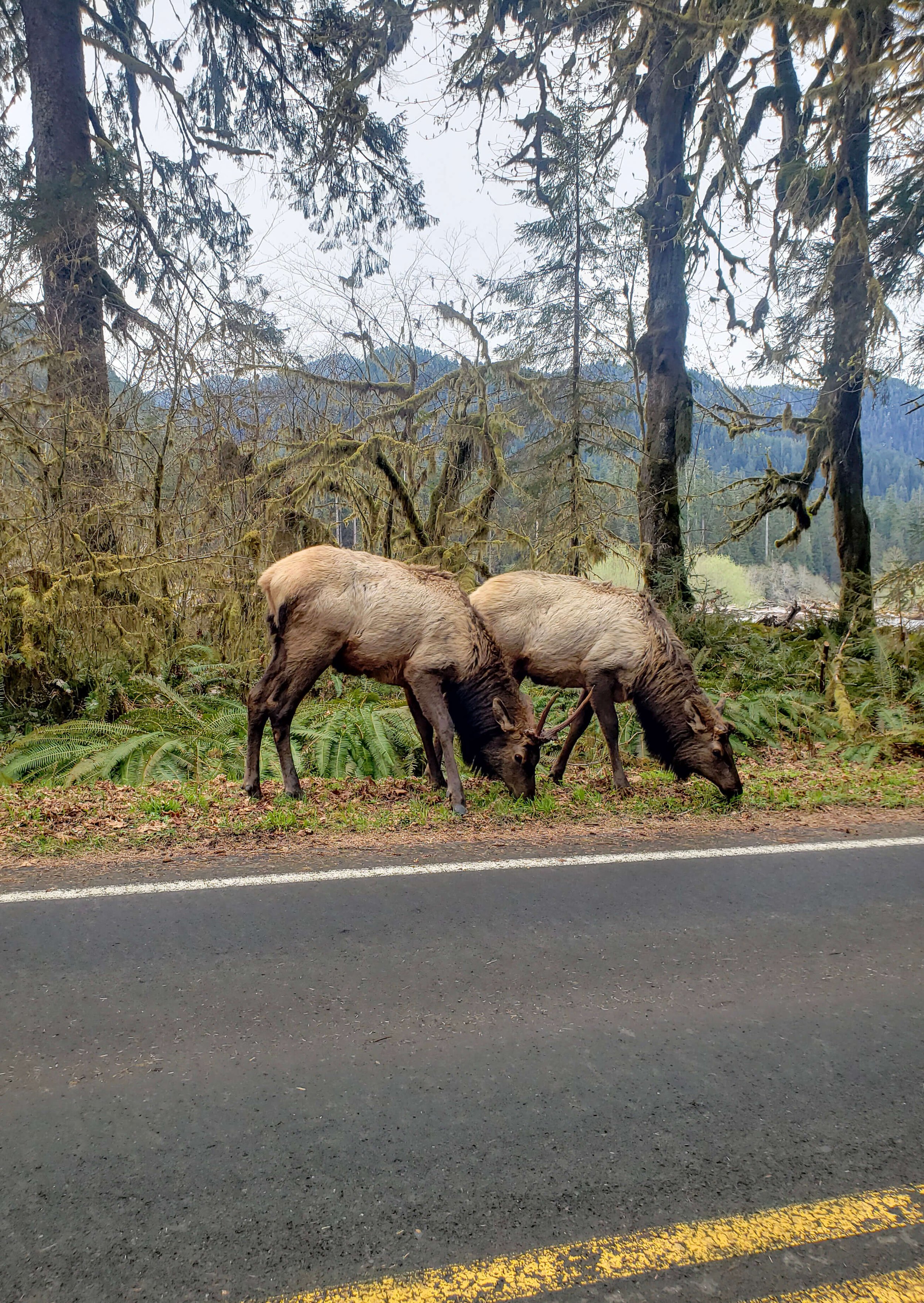 Elk at the Hoh Rainforest in Washington