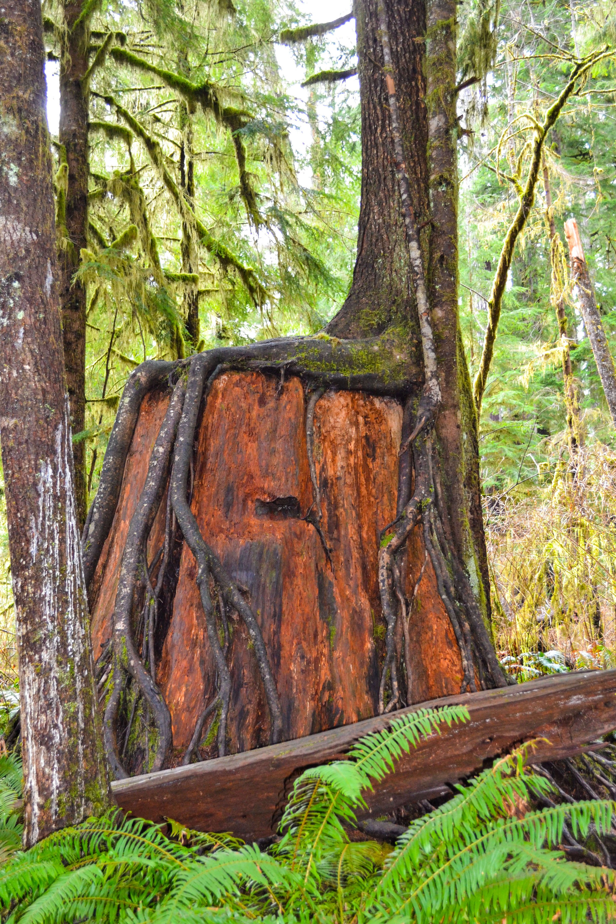 Quinault Rainforest in Washington