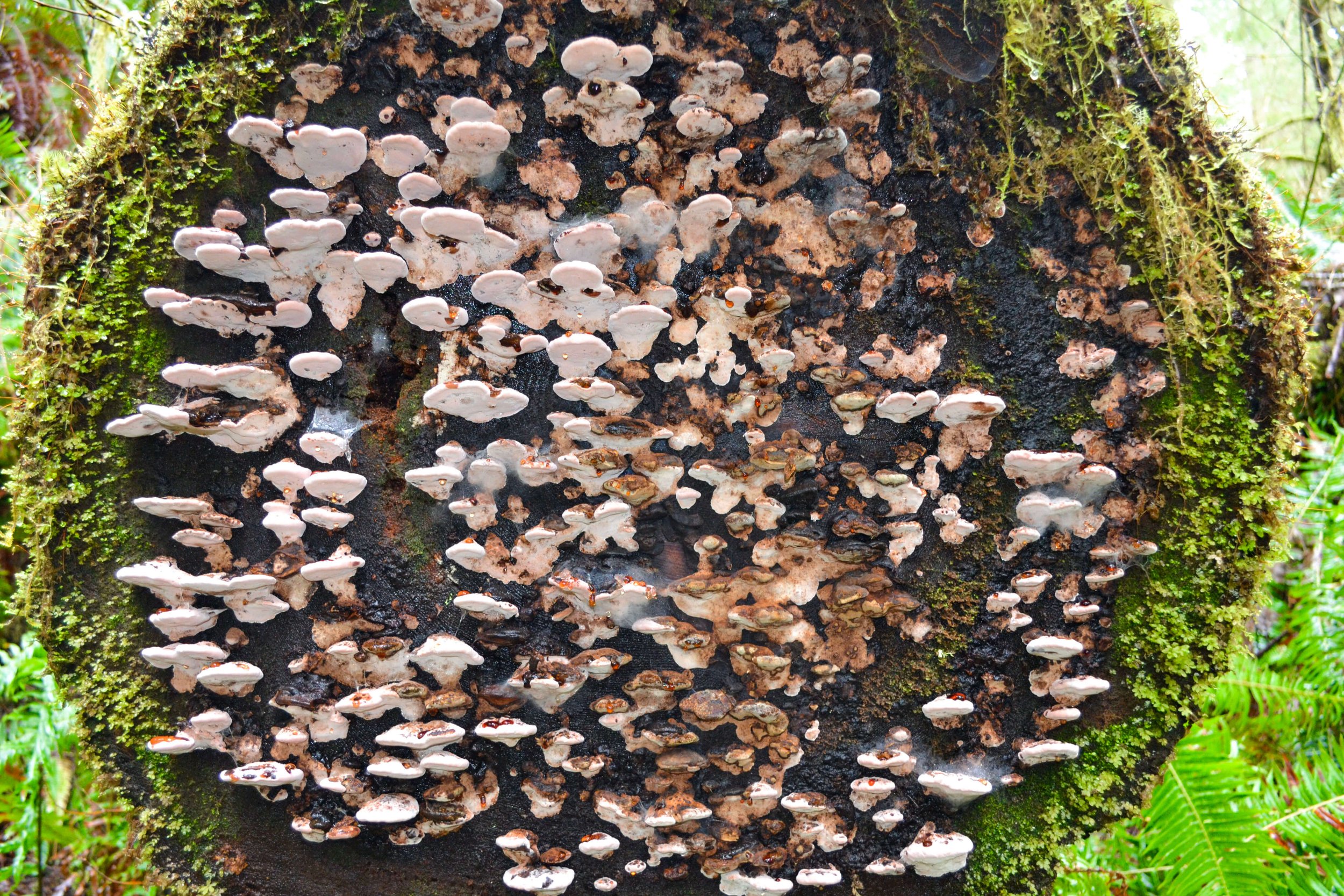 Mushrooms growing in Quinault Rainforest in Washington