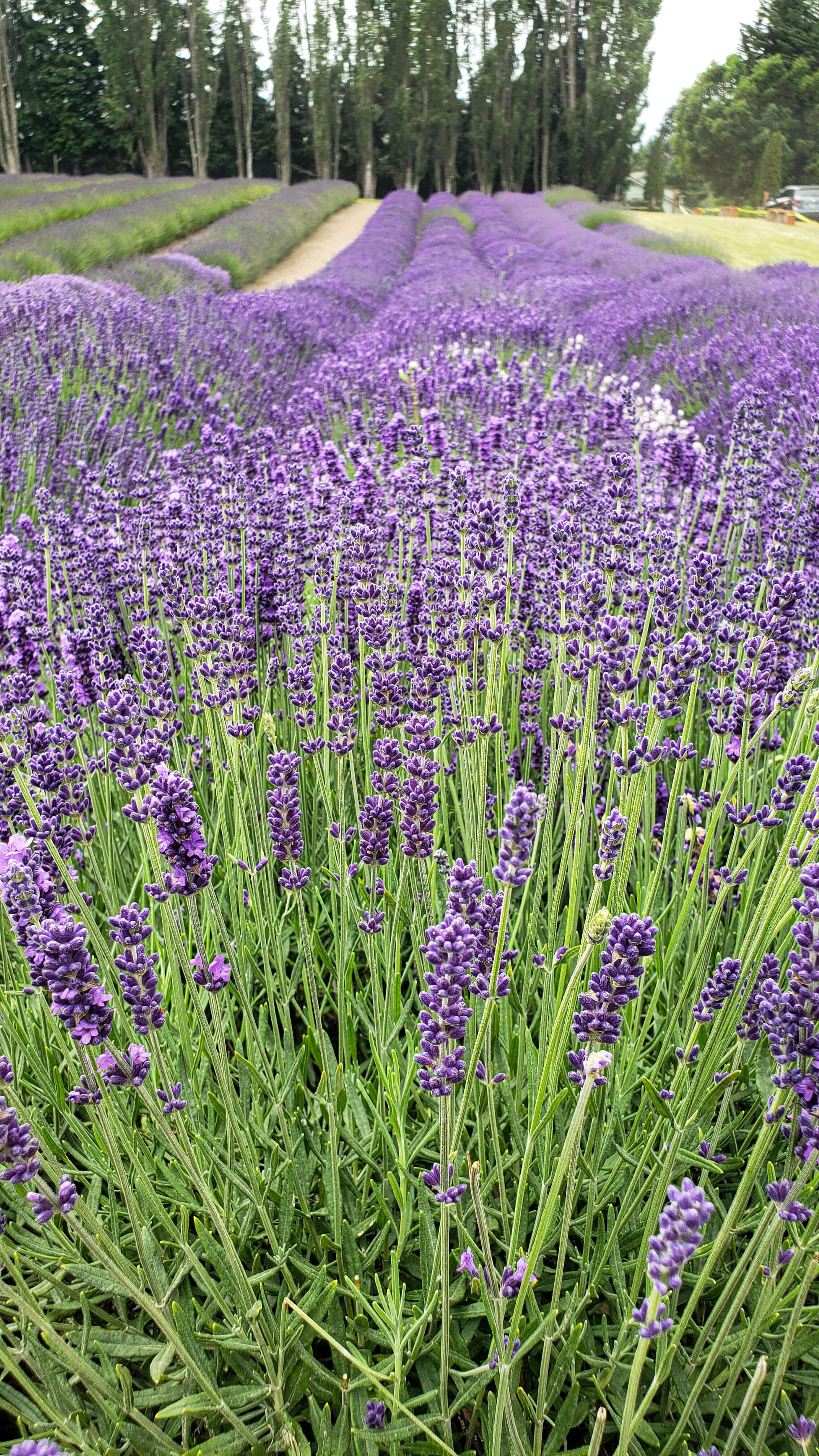 The Best Lavender Farms in Sequim Washington — Traveling Tessie