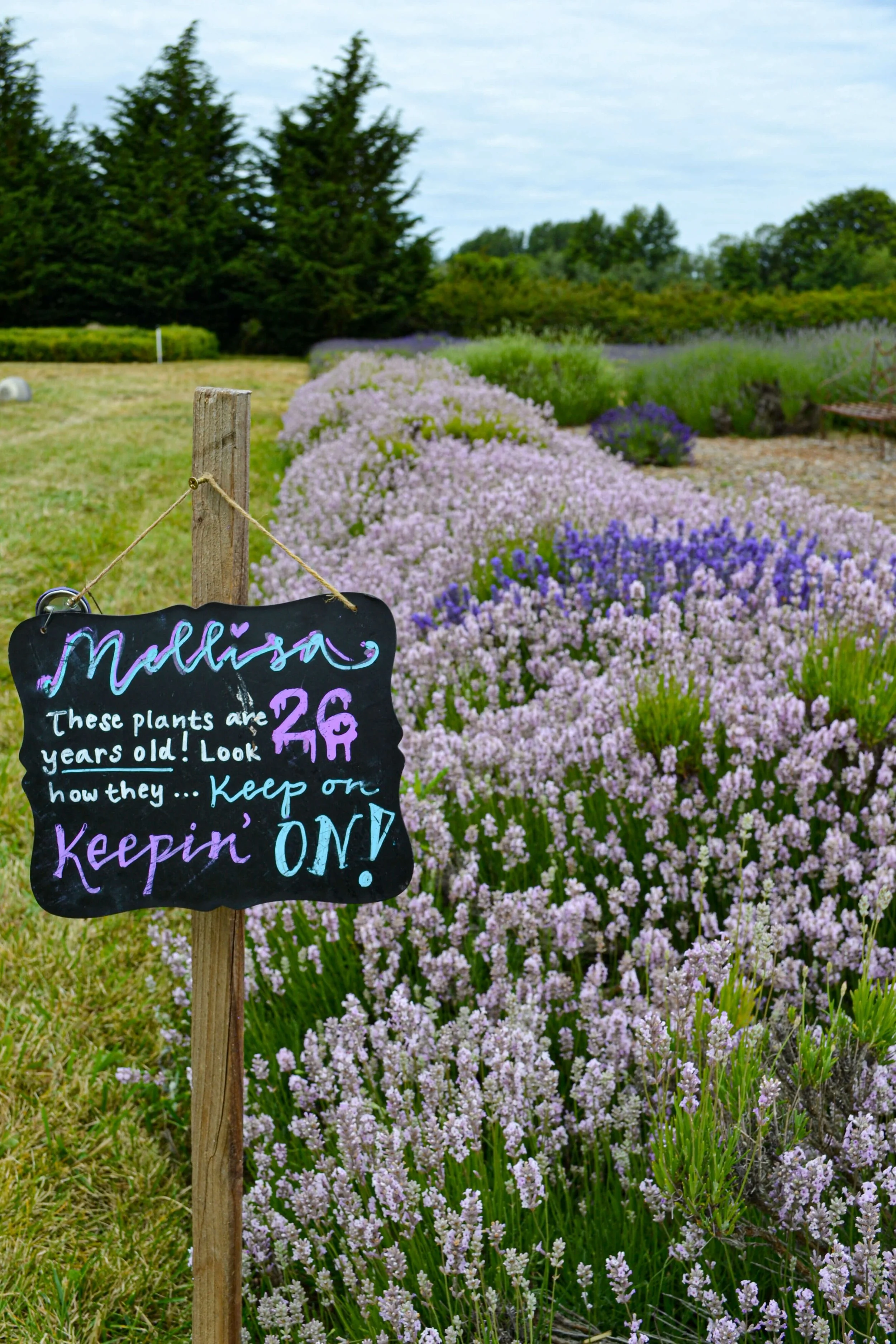 The Best Lavender Farms in Sequim Washington — Traveling Tessie