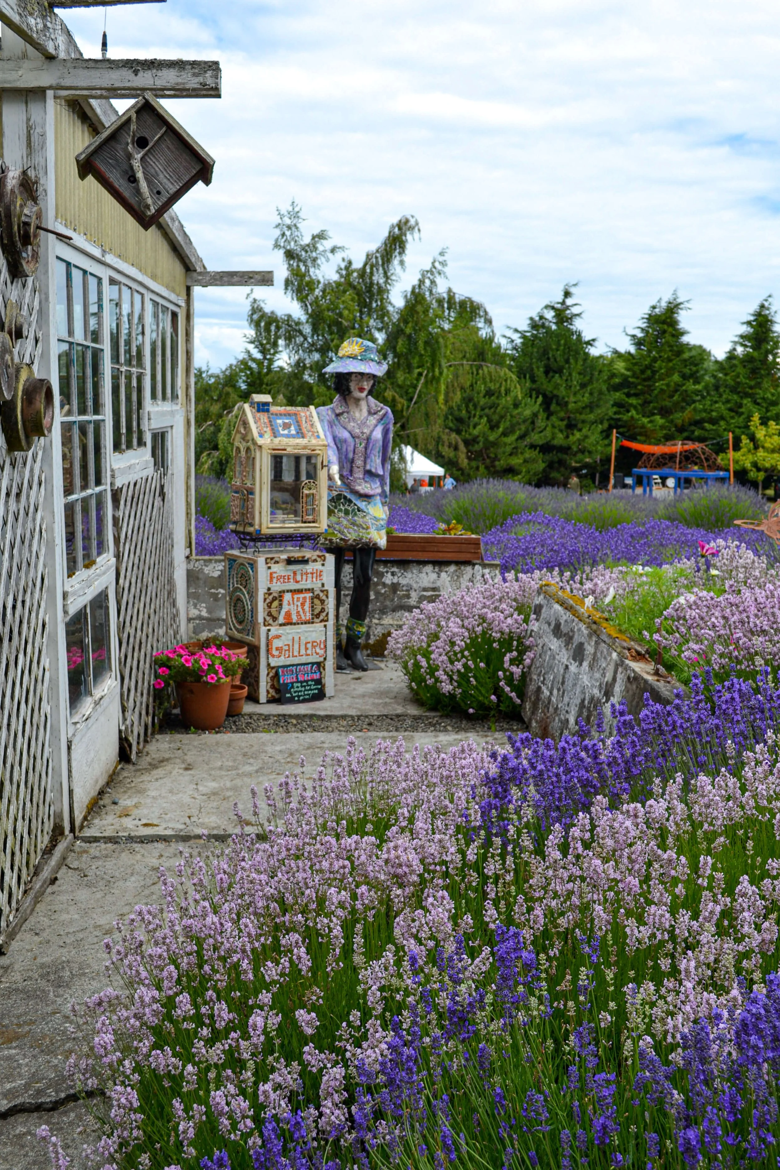 The Best Lavender Farms in Sequim Washington — Traveling Tessie