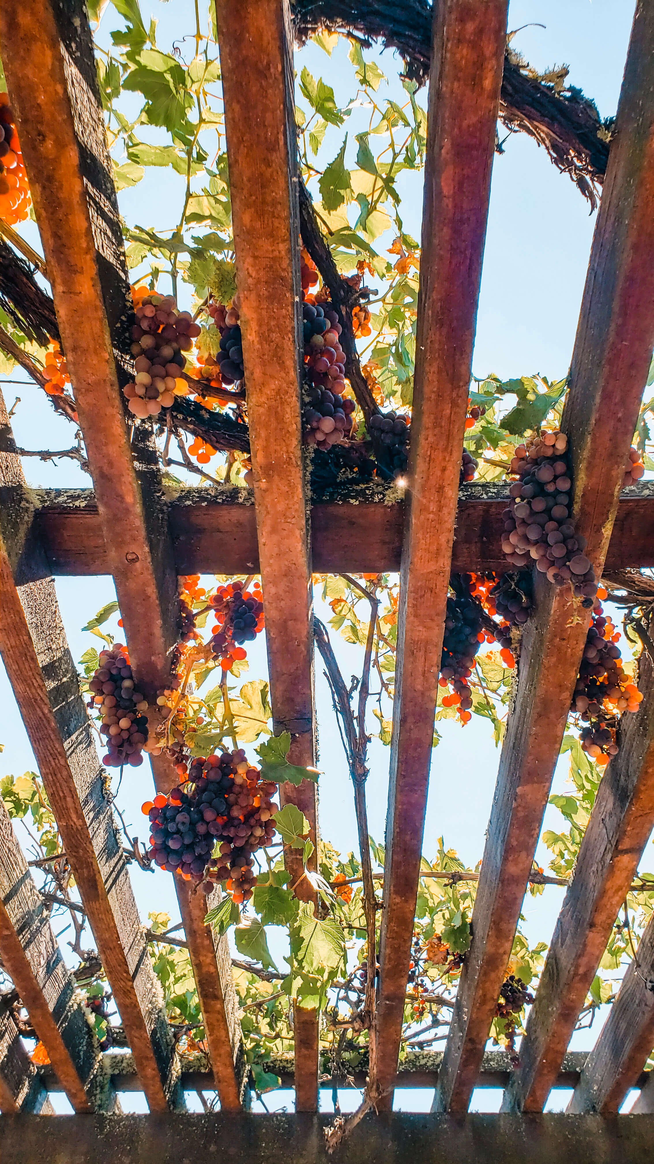 grapes on the vine at Dutton Estates in Sonoma County