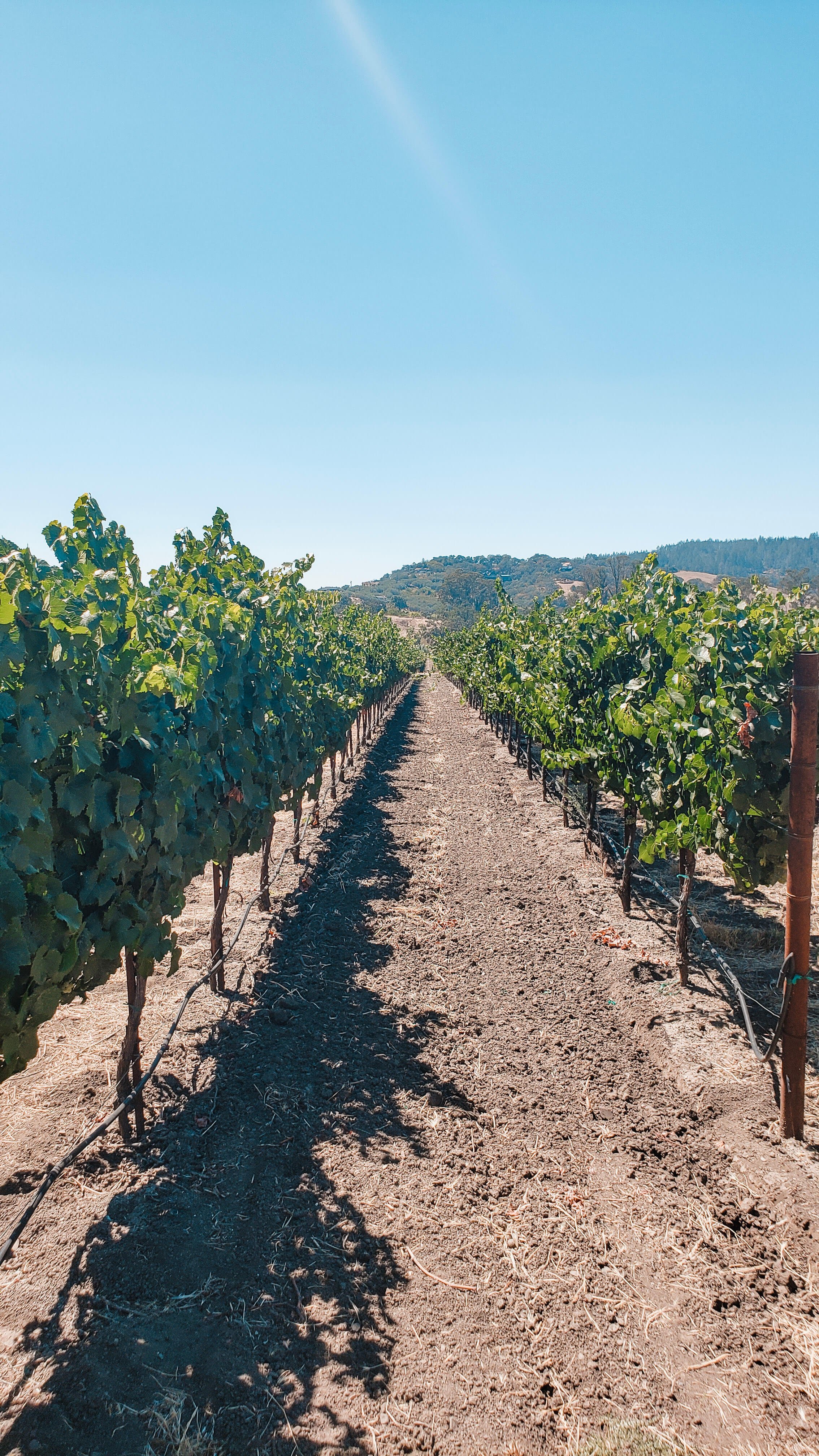Vineyards at St. Anne's Crossing in Sonoma County