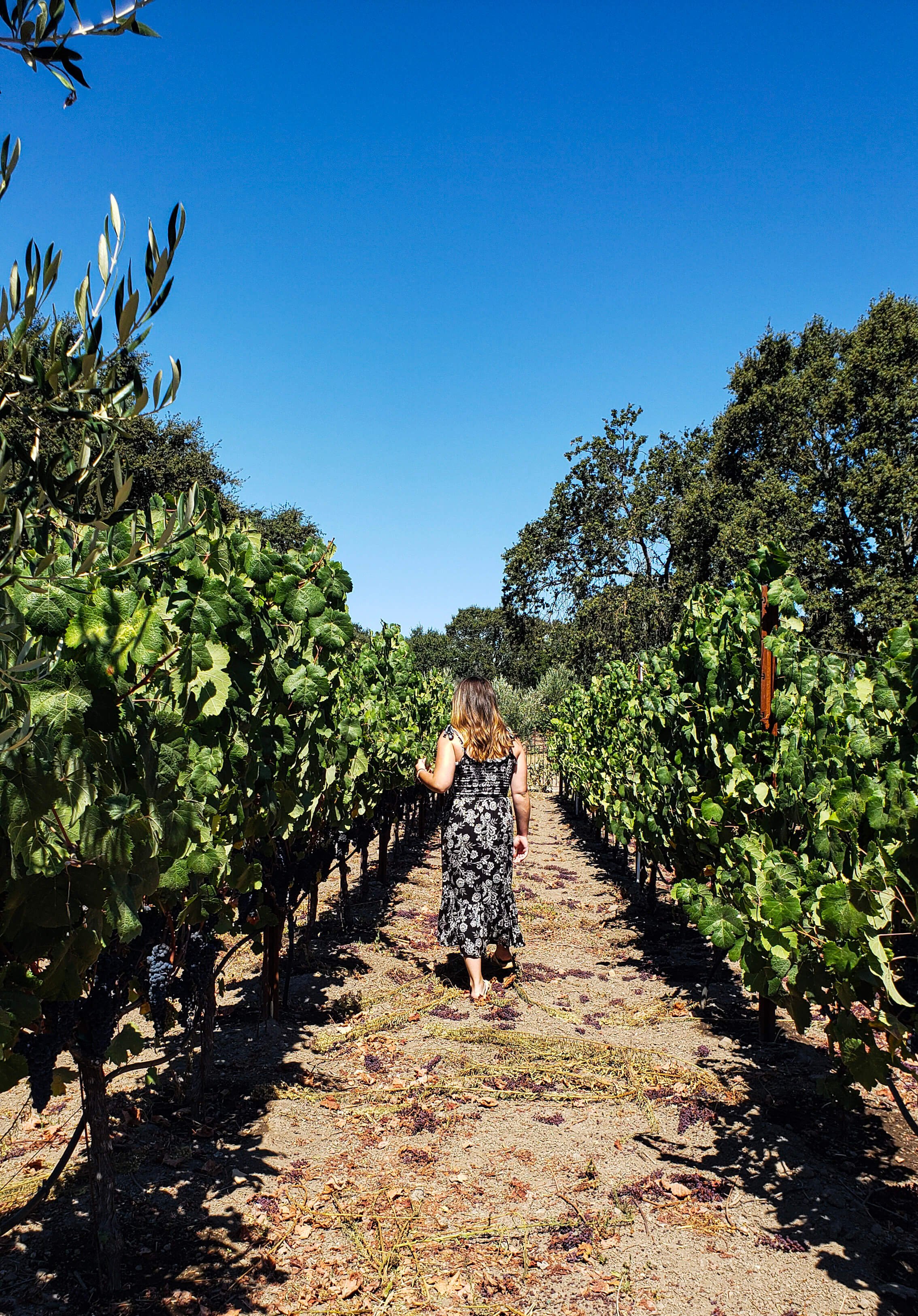 vineyards in Sonoma wine valley