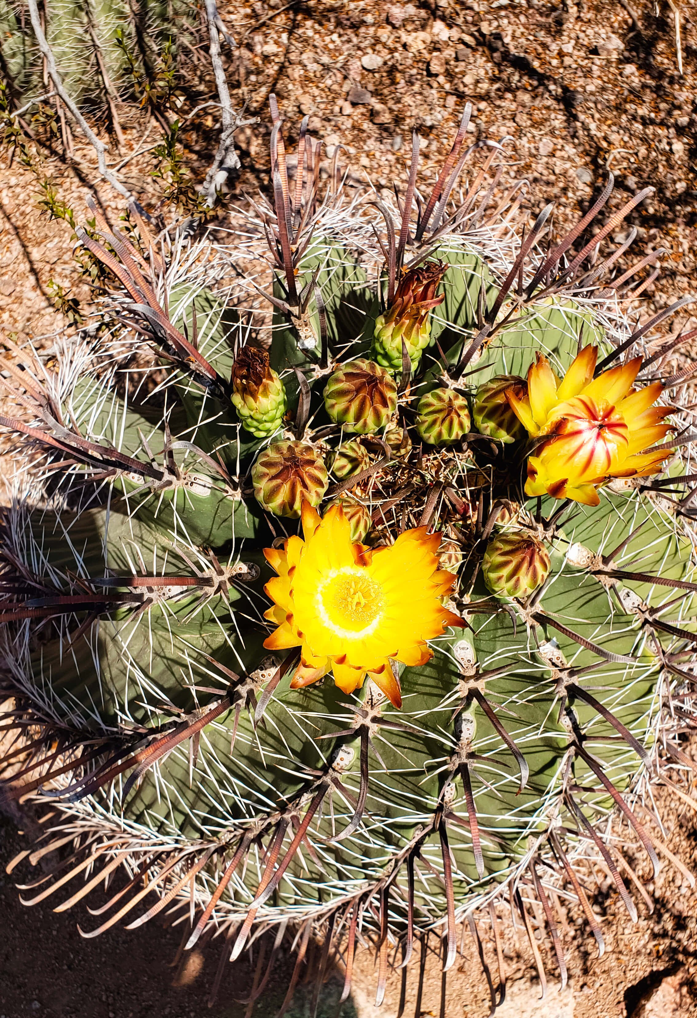 Flowering cactus at the Desert Botanical Gardens in Phoenix, Arizona - Traveling Tessie