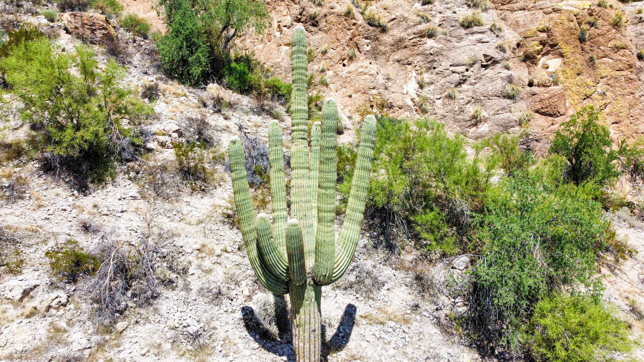 Large Saguaro cacti in Phoenix, Arizona - Traveling Tessie