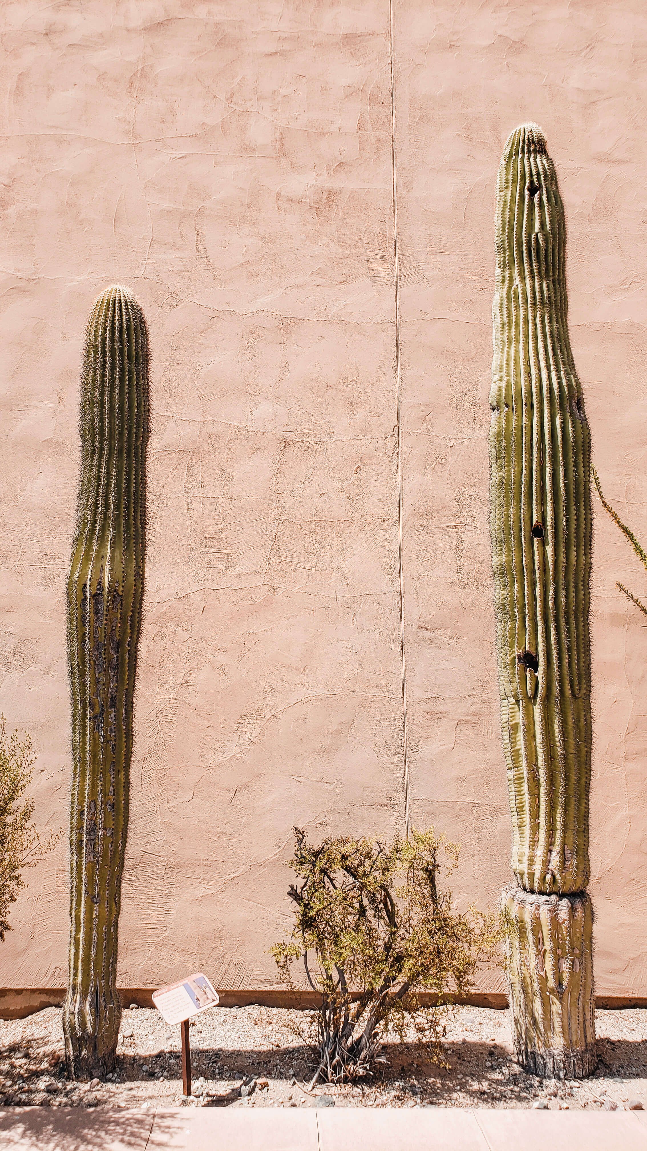 Large cacti at the Pueblo Grande Museum in Phoenix, Arizona - Traveling Tessie