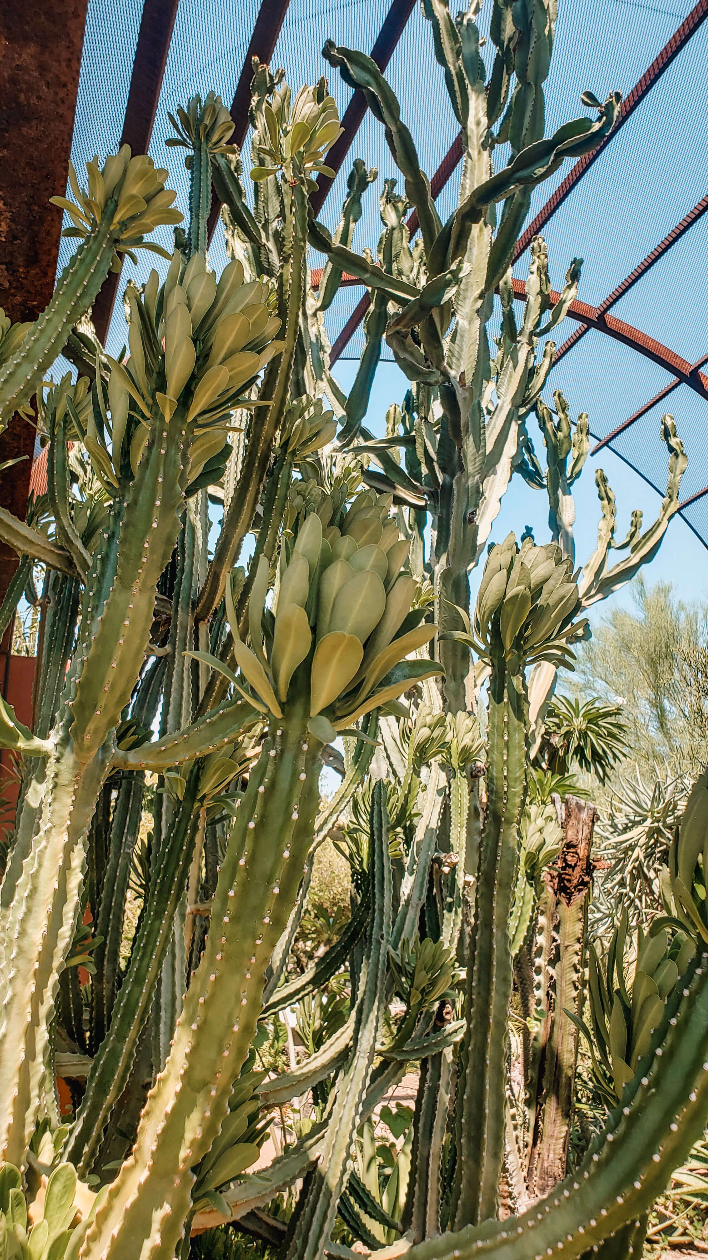 Cacti at the Desert Botanical Gardens in Phoenix, Arizona - Traveling Tessie