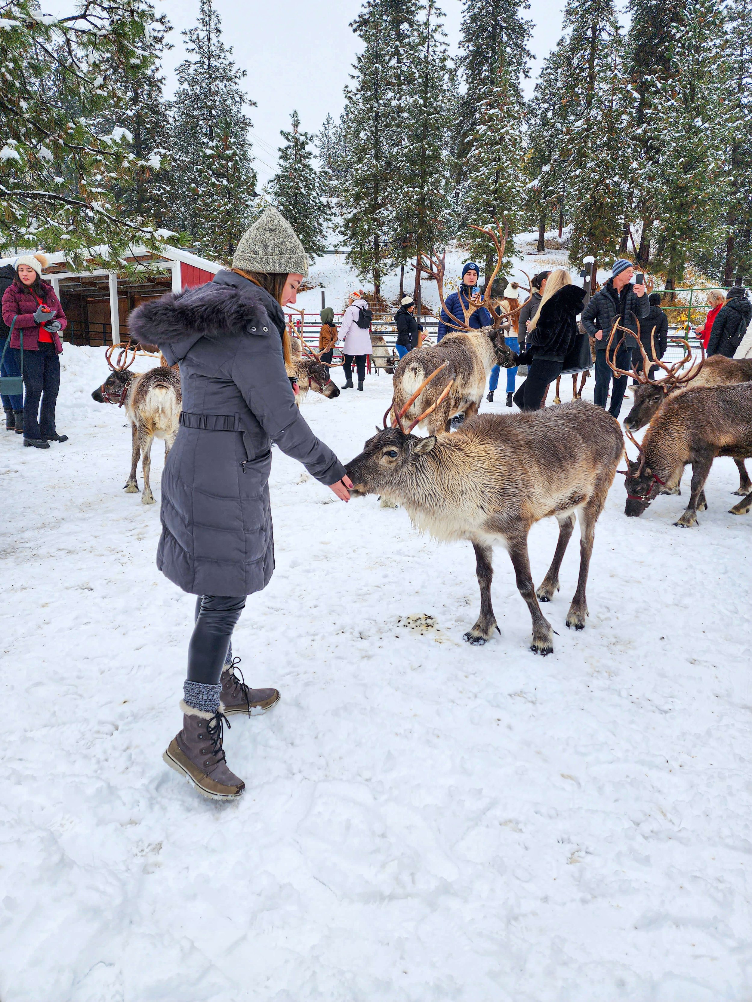 Feeding Reindeer in Leavenworth in Winter.jpg