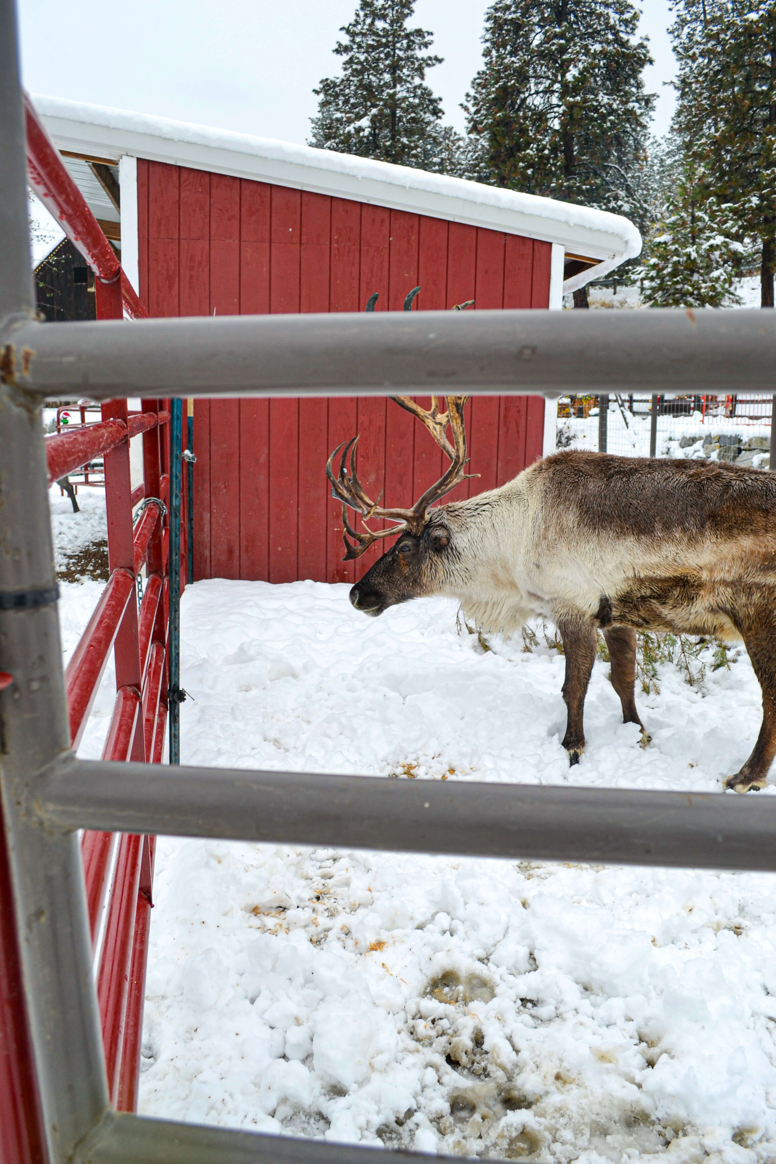 Leavenworth Reindeer Farm in Washington