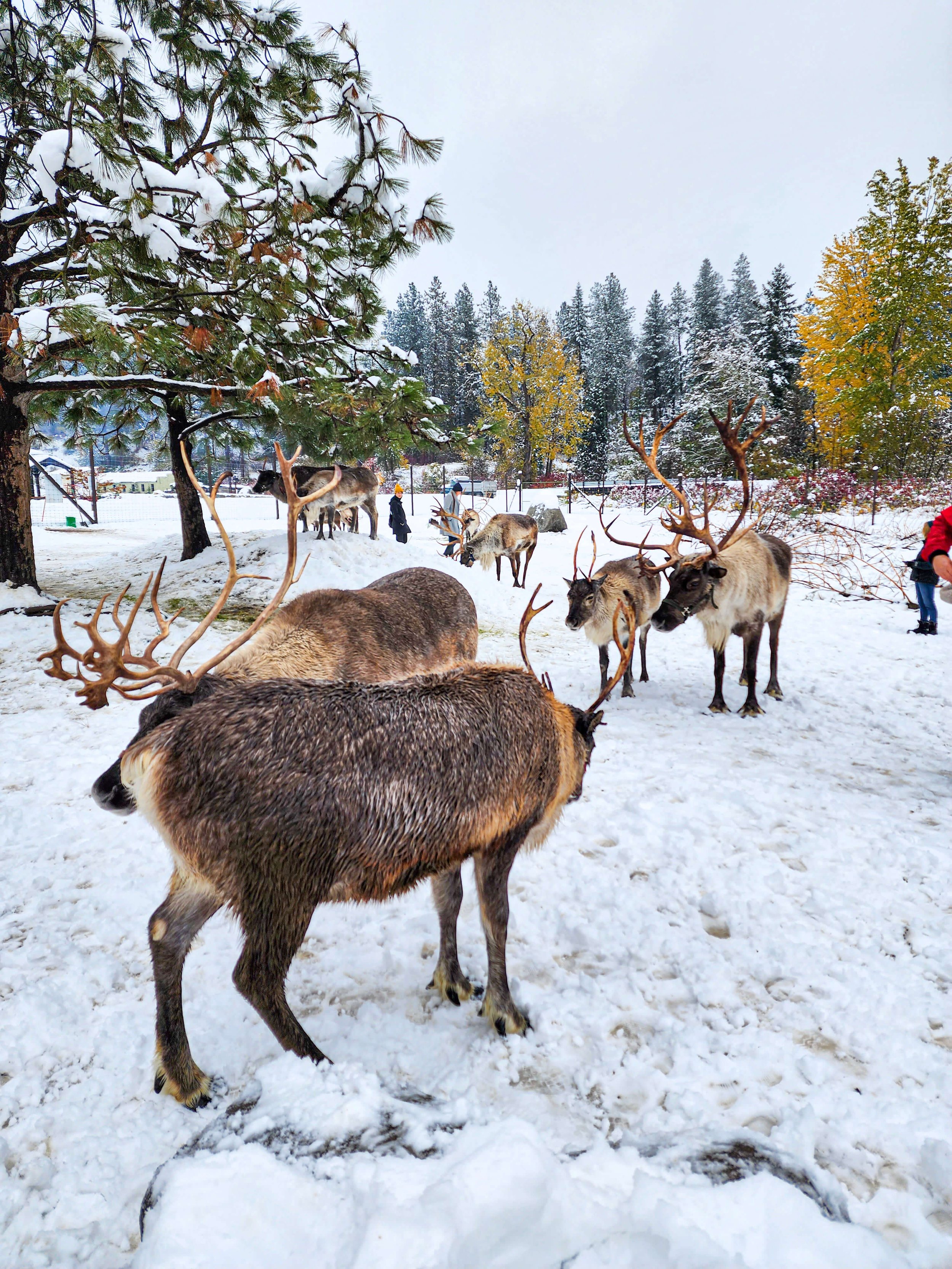 Reindeer Farm in Leavenworth, Washington